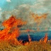 Солому сжигают прямо на полях