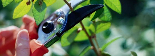 Как делать обрезку деревьев — и нужно ли вообще? (видео)