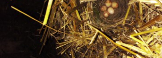 Птички-синички прямо в доме? Почему бы и нет :)