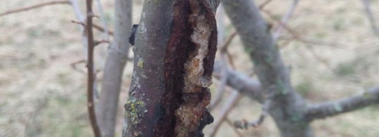 Алыча на улице и яблоки в доме — 2 засады, которых не ждали